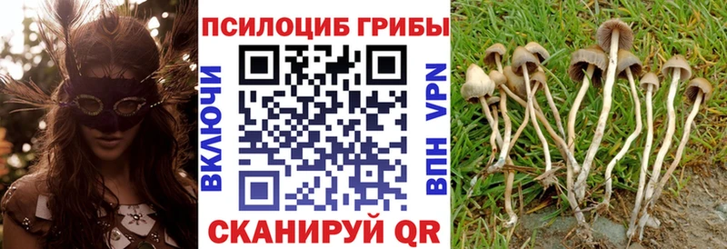 Галлюциногенные грибы Psilocybe  Бийск 