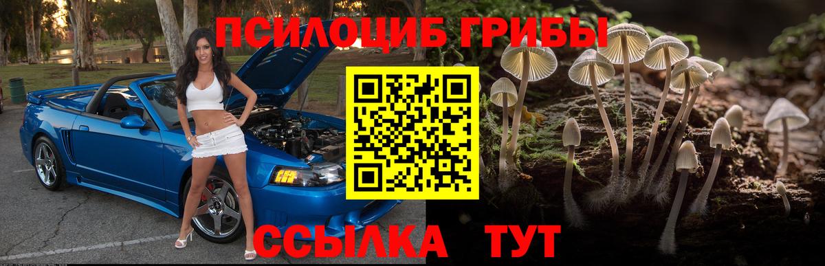 Псилоцибиновые грибы Psilocybe Бийск